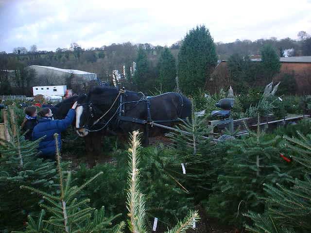 Shire horses meet Christmas tree farm chesham customers